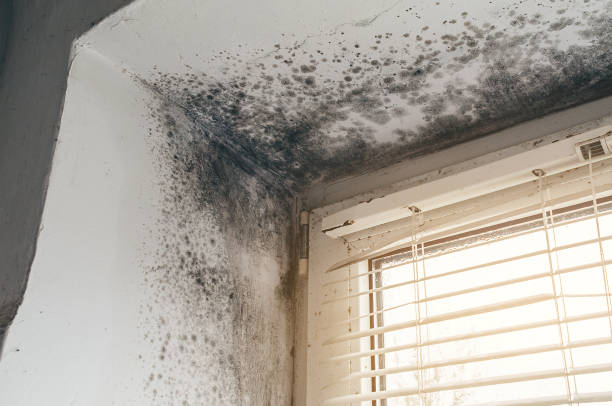 Affordable Mold Inspection And Testing solutions in North Richland Hills, TX